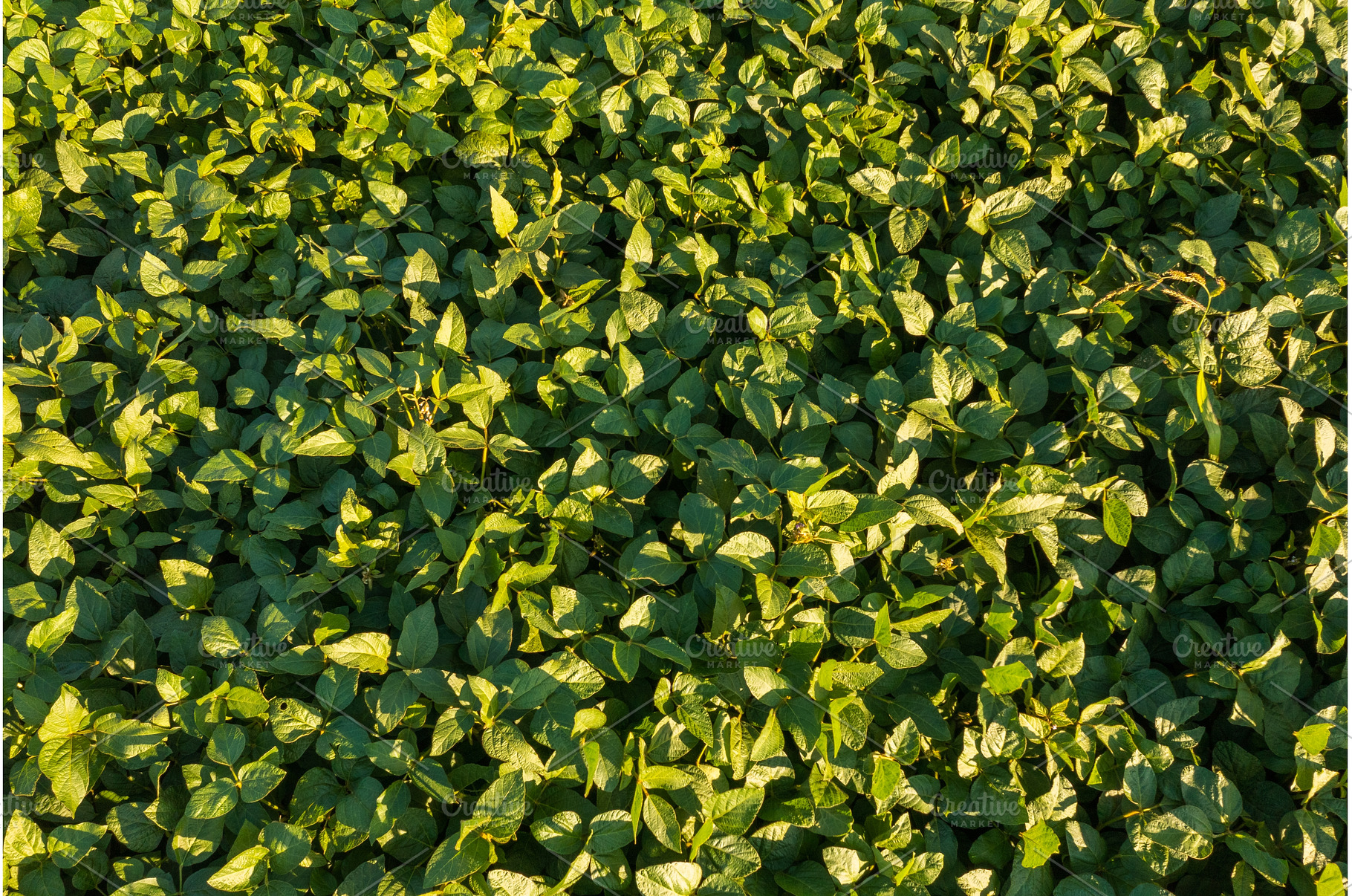 Aerial view of Soybean field, a Nature Photo by MadPhotos