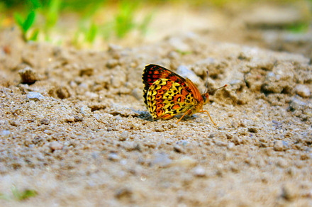 Buterfly featuring butterfly, spring, and wild, a Nature Photo by World of beauty