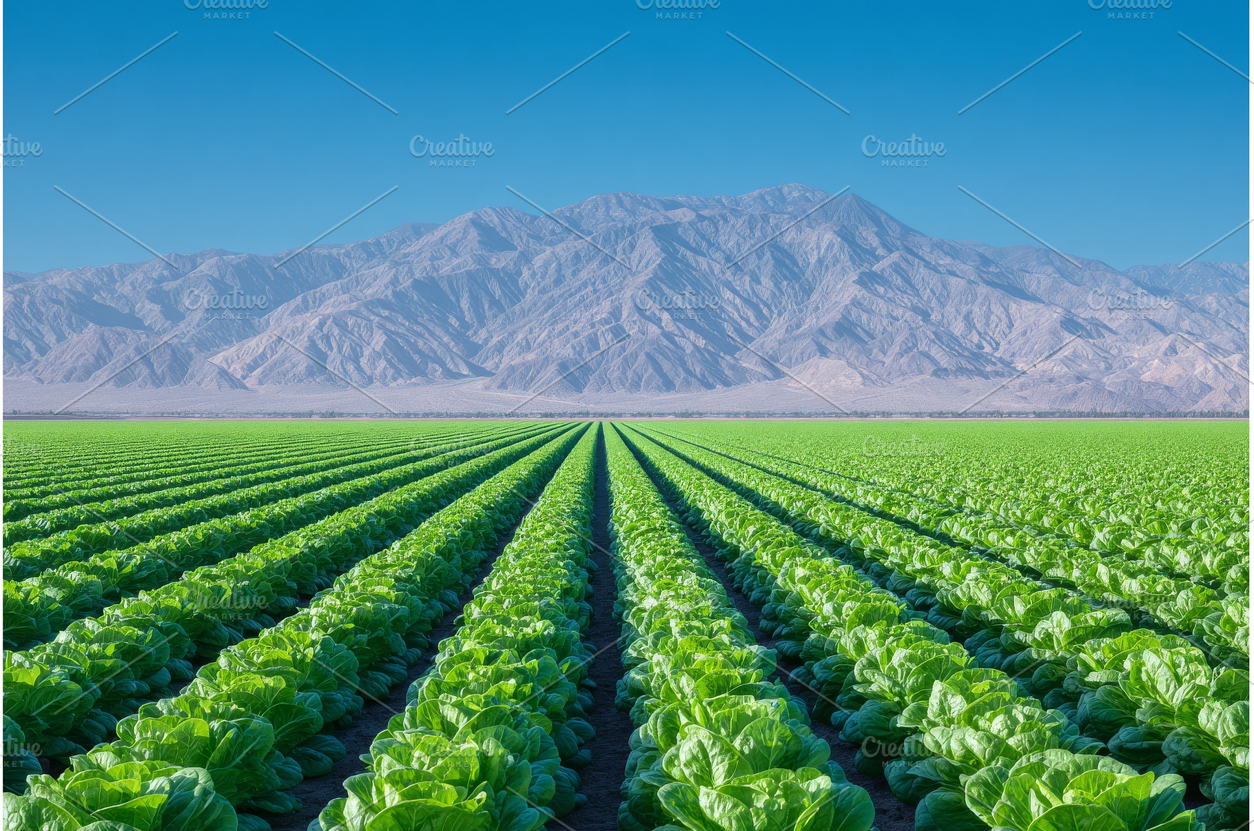 California's organic farm land, a Nature Photo by ZinetroN