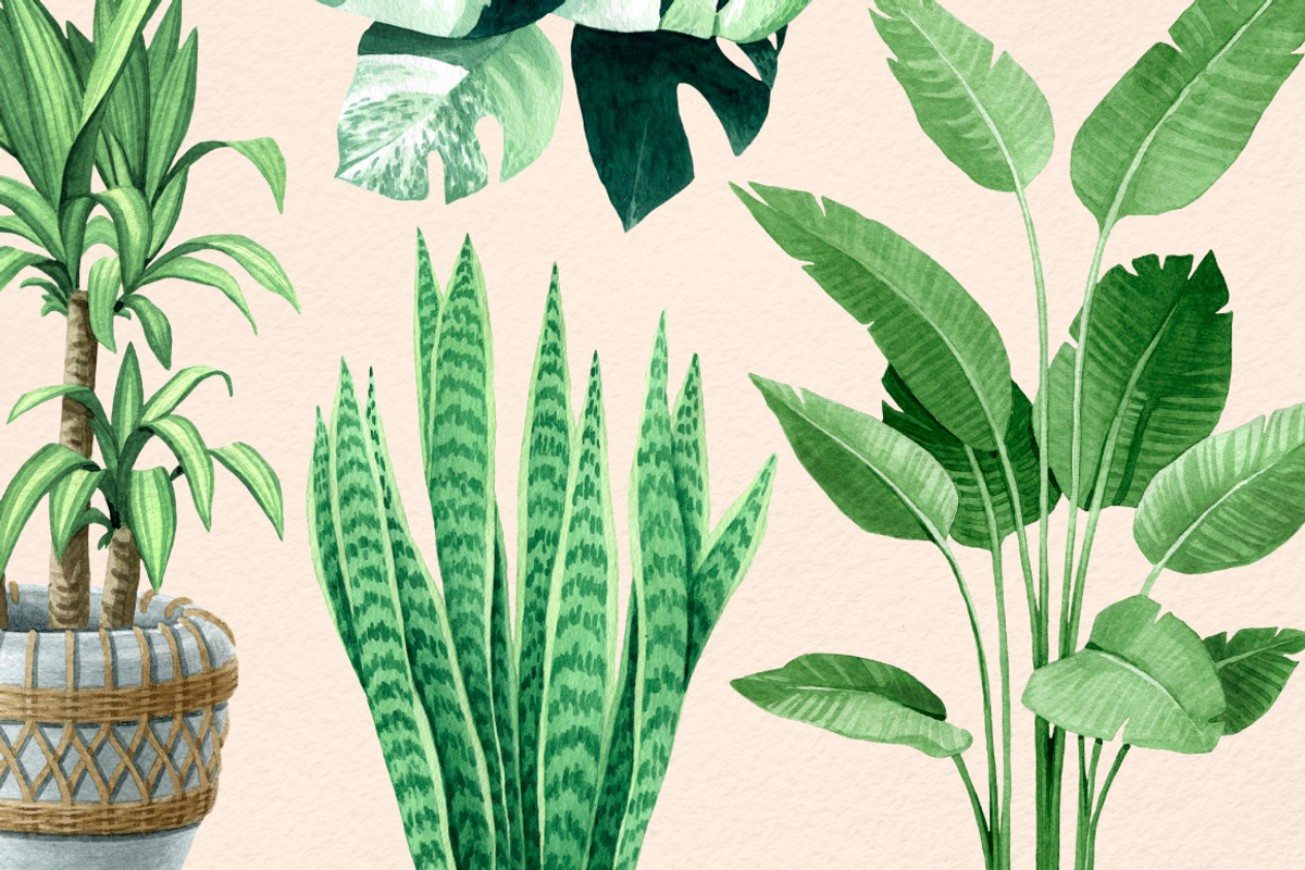 INDOOR PLANTS watercolor clipart set, a Decorative Illustration by MariArtySpace (Photo 7 of 8)