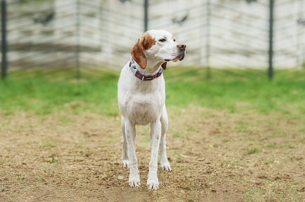 White and orange English Pointer dog