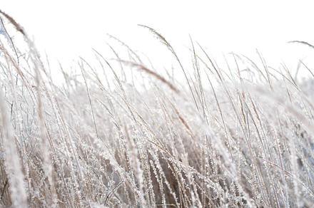 Frozen grass containing background, beautiful, and botanical, a Nature Photo by Pro.Motion