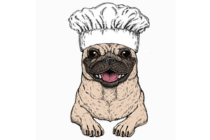 Vector Pug, Dog Portrait. Chef Cook