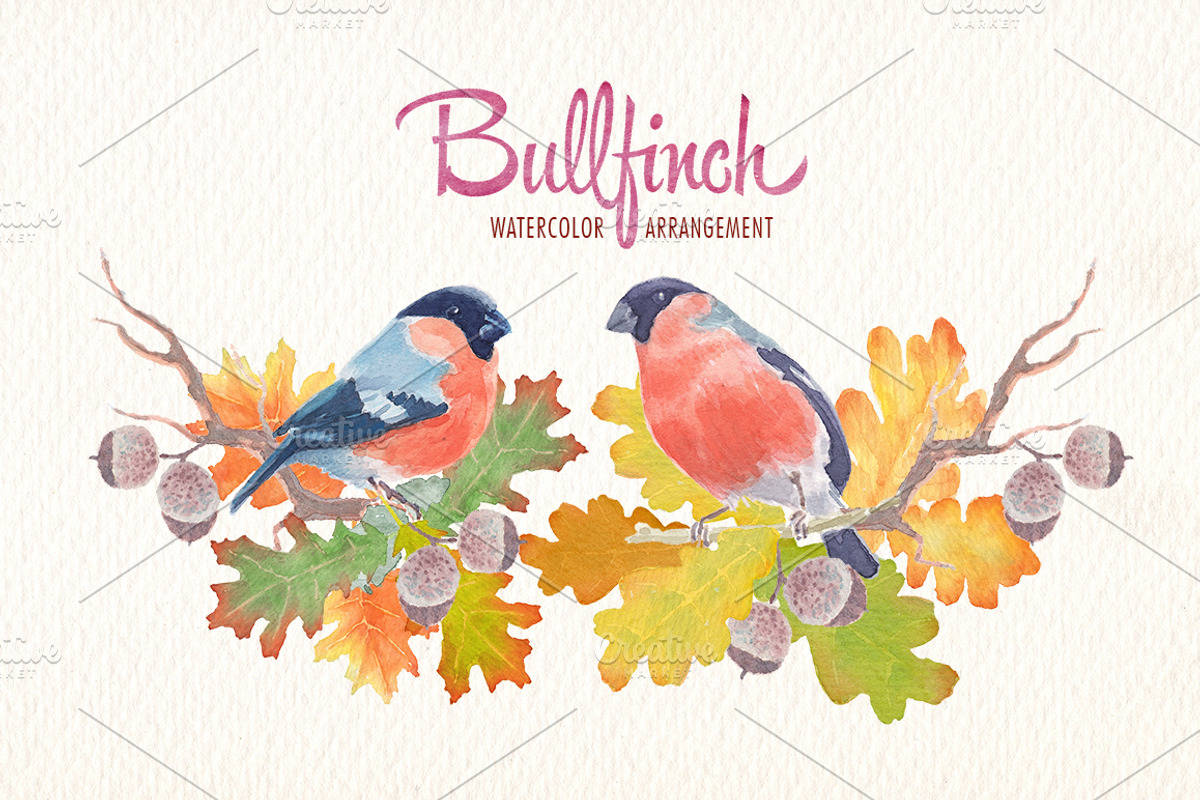 Watercolor bullfinch bird clipart, an Illustration by Art & Things (Photo 3 of 5)