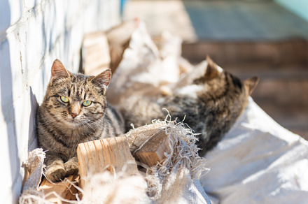 Domestic cats, an Animal Photo by Vapi