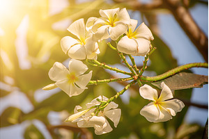 White plumaria flowers, a Nature Photo by Nature and travel