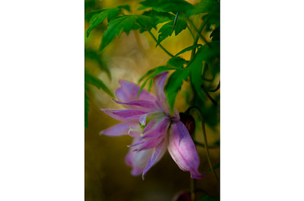 Dreamy Clematis Flower Photography