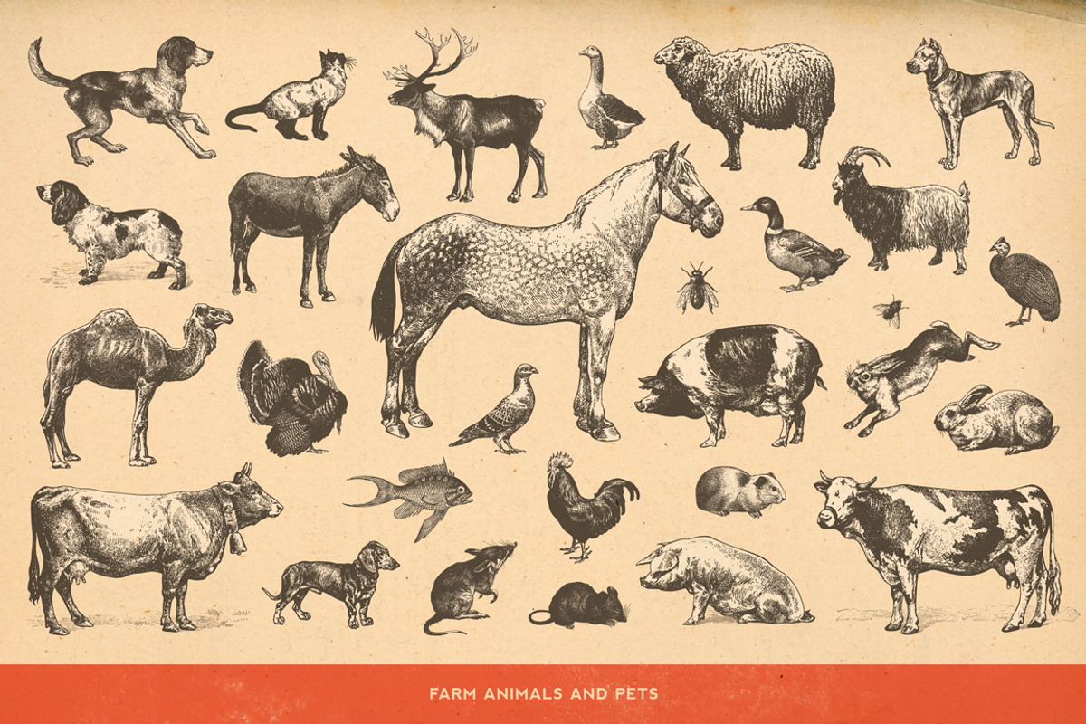 SALE! 100 Animal Illustrations, an Animal Illustration by Anja Kaiser (Photo 2 of 4)