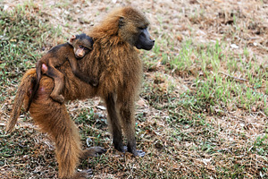 Baby monkey hugging its mother, an Animal Photo by Perpis