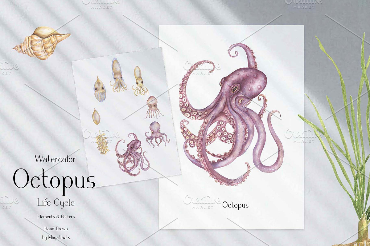 Watercolor Octopus Life Cycle Set, an Education Illustration by MayaNavits (Photo 5 of 7)