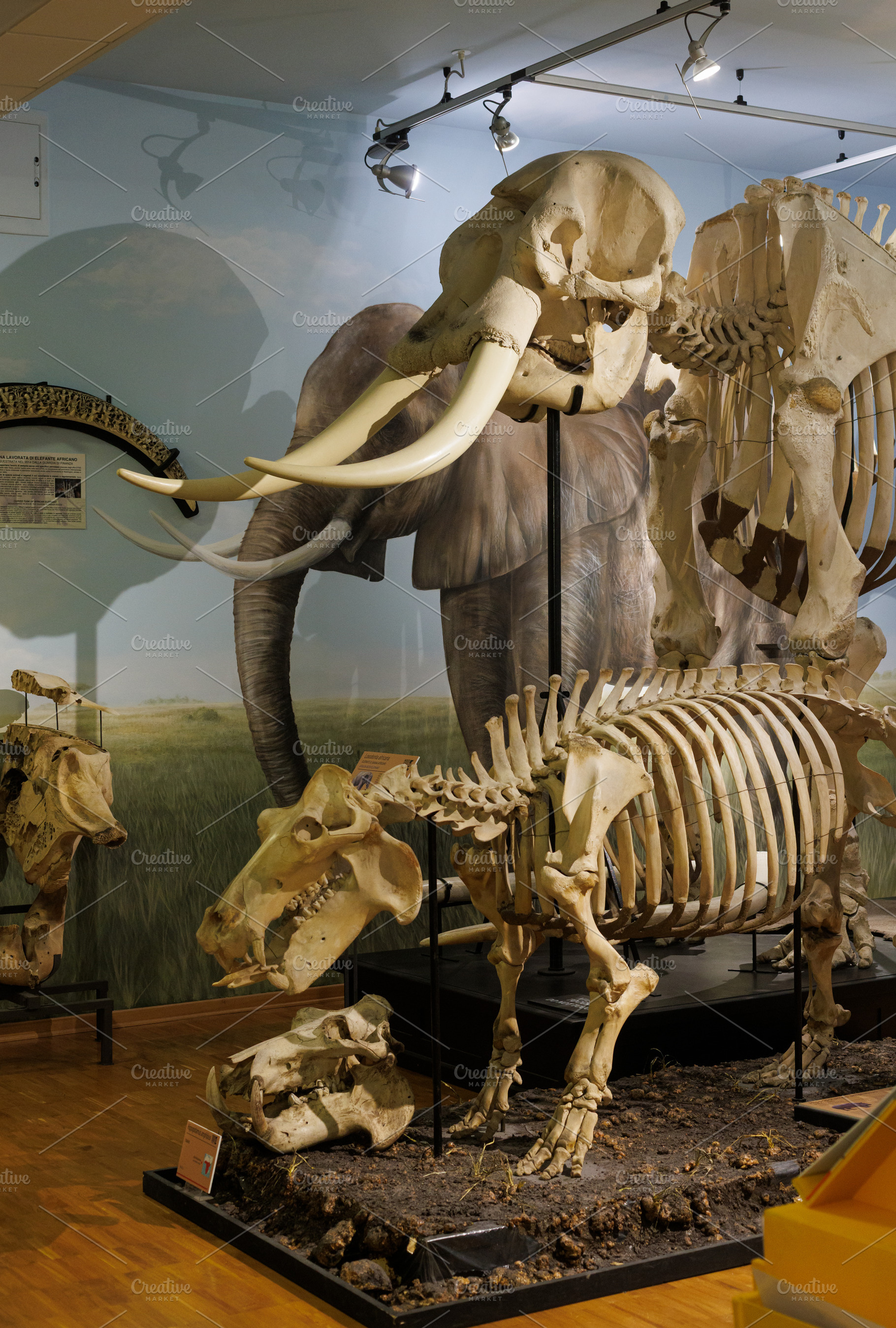 Skeleton of African and Indian elephant. Elephas maximus, an Animal Photo by Bepslabor