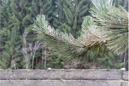The twigs of a pine tree with green, a Nature Photo by Illustrations&photos