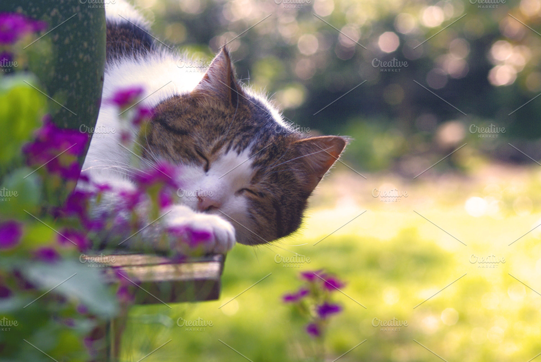 Laying Cat, a Photo by whenlovefalls
