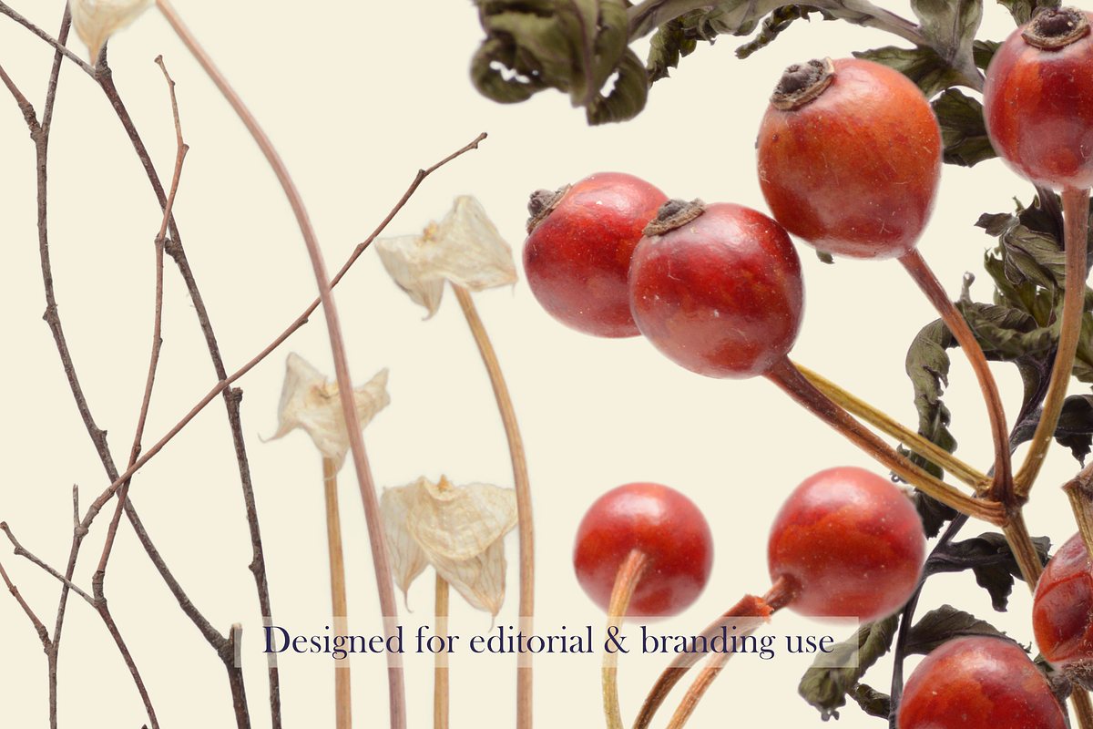 Airy Meadow — Wild Red Berries & Org, an Object Graphic by Aga Silva (Photo 1 of 5)