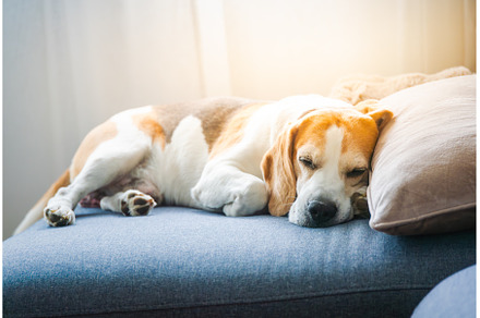 A Beagle dog peacefully sleeping on