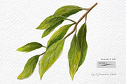 15 Procreate Color Pencils Brush Set, a Brush Add-On by Jenteva Art (Thumbnail 13 of 16)