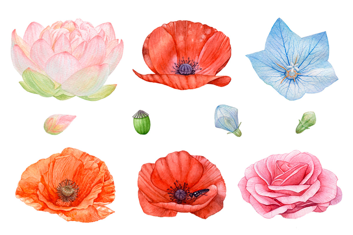 20%OFF! Watercolor Romantic Flowers, an Illustration by Katya Zlobina (Photo 6 of 6)