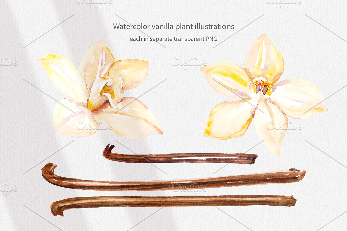 Cosmetic Ingredients Watercolor set, a Healthcare Illustration by Volha Studio (Photo 14 of 19)