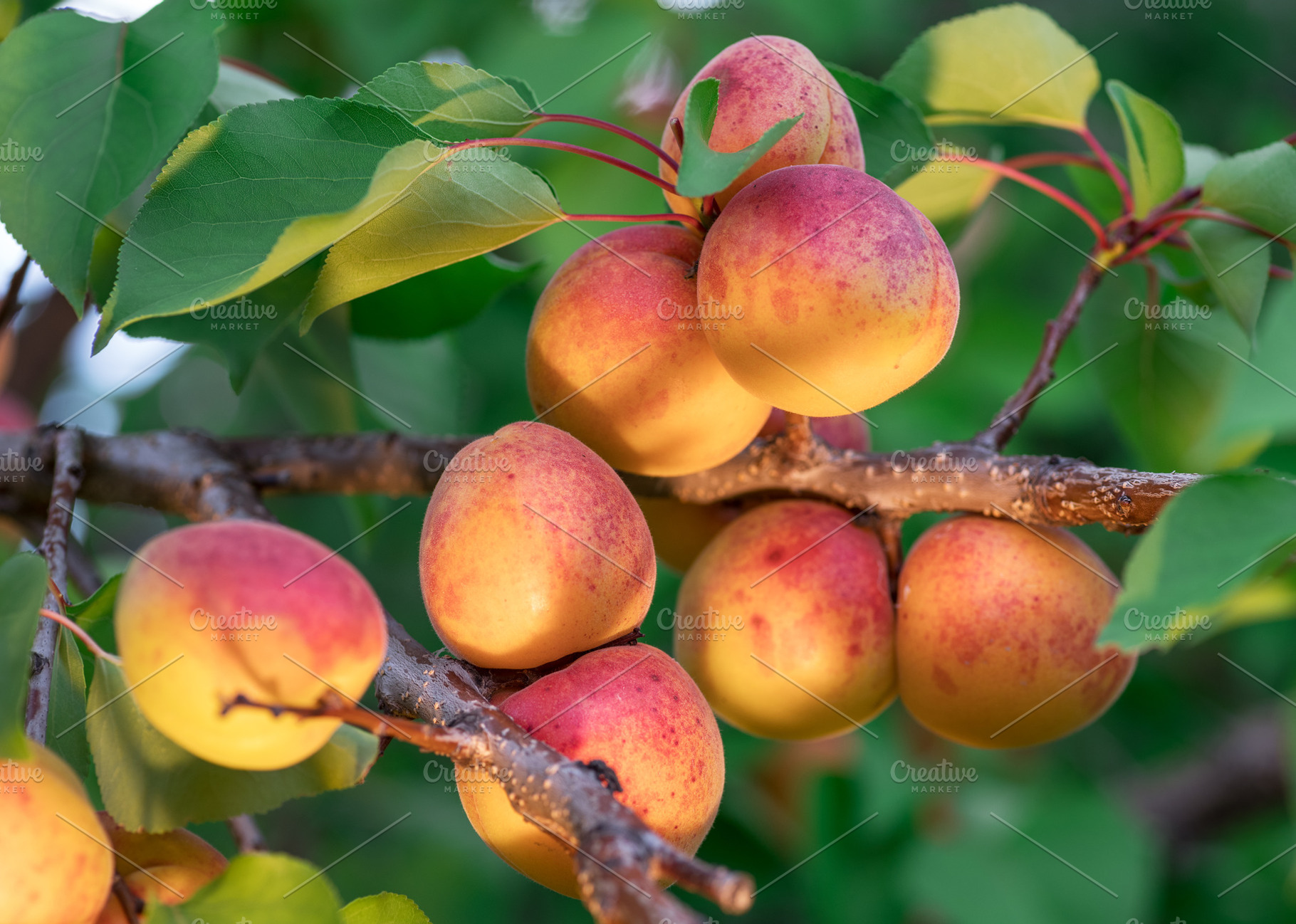 Ripe apricots on the orchard tree, a Photo by Volff