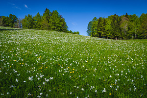 Blooming white daffodil flowers, a Nature Photo by Alpine Dreams