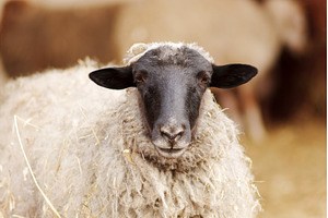A sheep stands in a barn, basking in, an Animal Photo by darksoul72