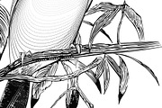 Bird Vector. Engraving illustration, an Animal Illustration by Tettygreen (Thumbnail 3 of 3)