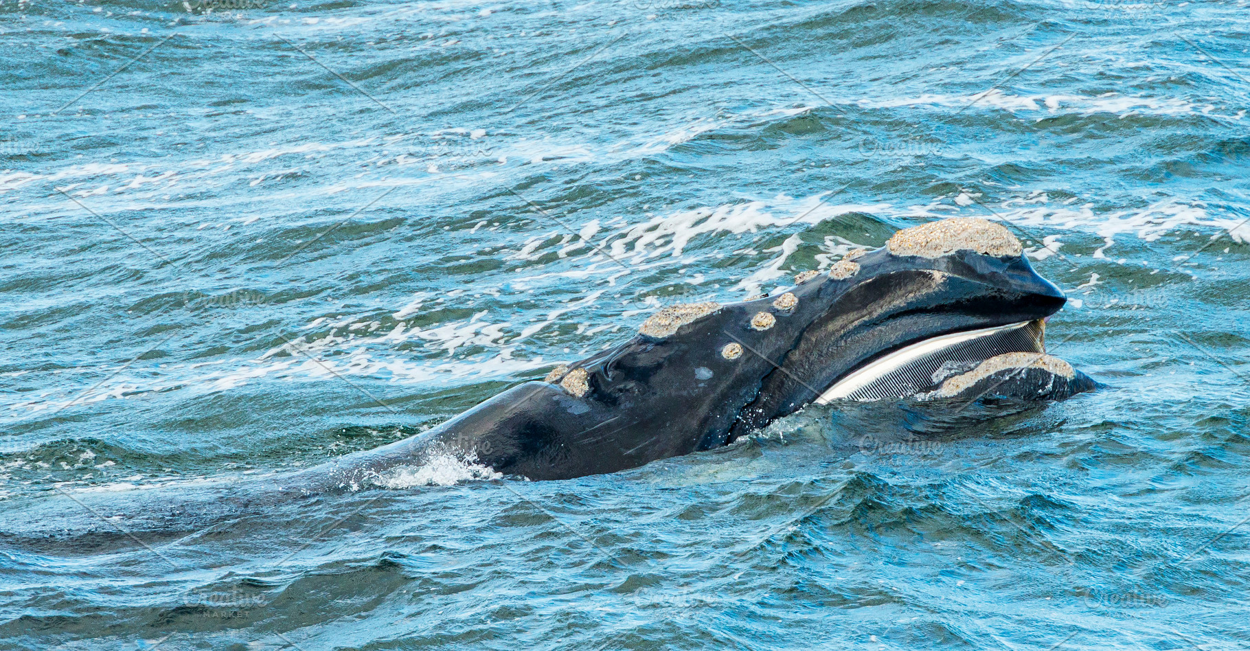 Baleen Whale Surfaces, an Animal Photo by THP Creative