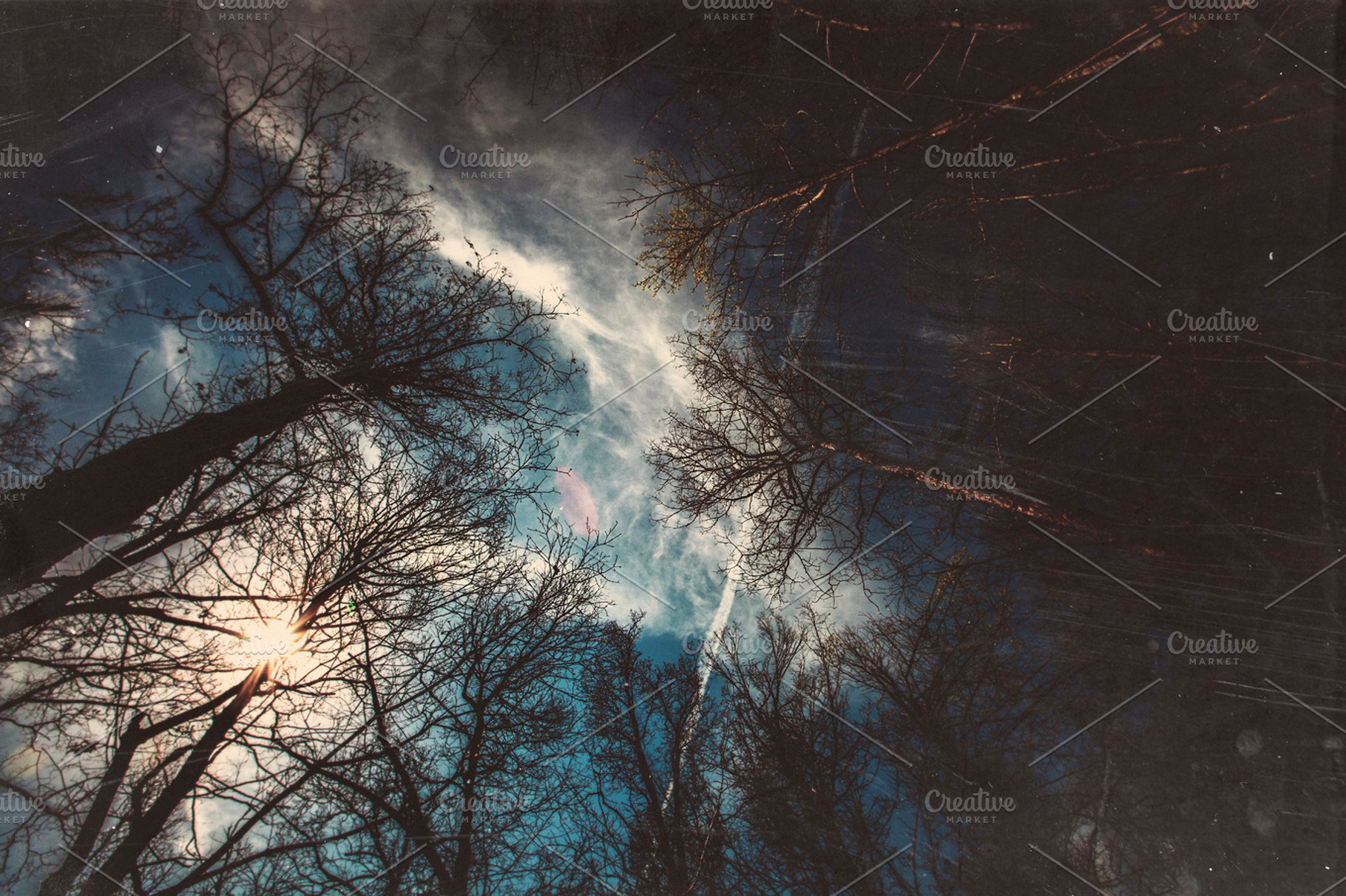 Looking Up Through Trees