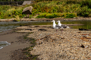 Seagulls standing on pebbled beach, an Animal Photo by Elena Vagengeim