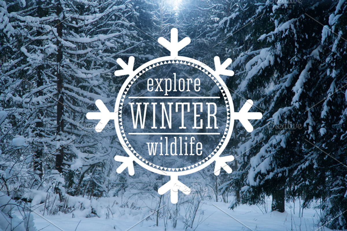 Winter forest landscape, an Illustration by Countryside life (Photo 7 of 7)