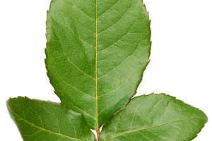 Rose branch with green leaves on stem on isolated background, a Nature Photo by ndanko