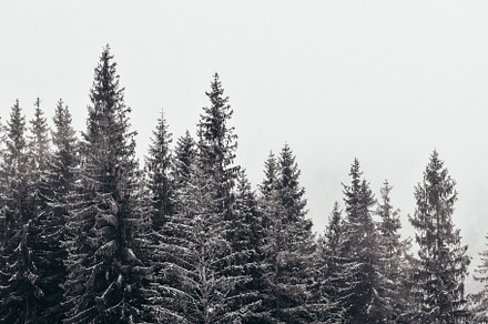 Winter landscape in the mountains stock photo containing forest and cold