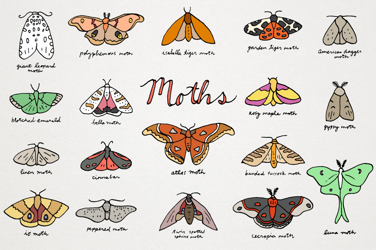 Moths of the World Illustration, an Illustration by Lemonade Pixel (Photo 1 of 7)