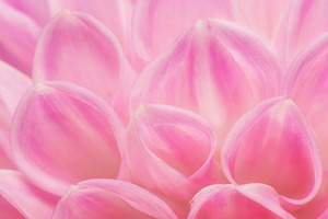 Light Pink Dahlia Flower Petals, a Nature Photo by Rob D Animal Photography