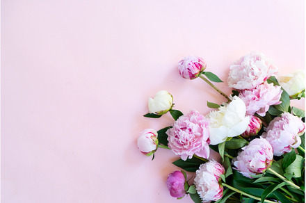 Fresh peony flowers, a Nature Photo by Neirfy