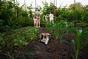 Beautiful rural garden with children and a cat exploring nature together, a Person Photo by AS photostudio