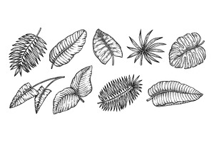 Tropical Leaves Set. Isolated Exotic