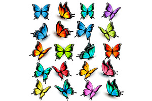 Collection Of Colorful Butterflies