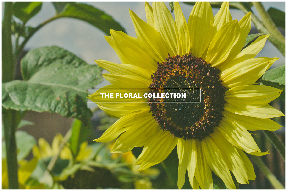 THE FLORAL COLLECTION iseeyouphoto, a Nature Photo by ISEEYOUPATTERN (Photo 4 of 5)