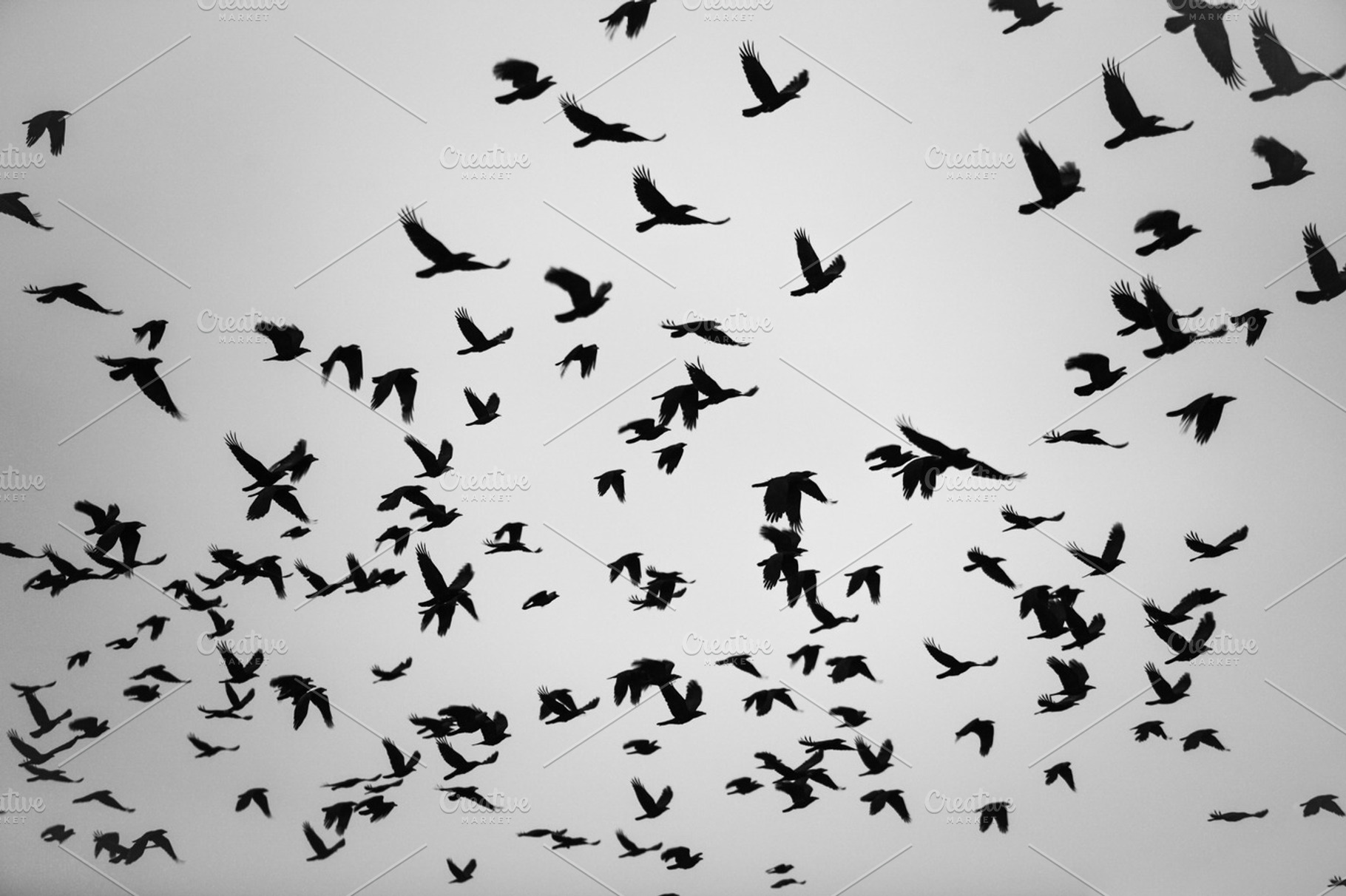 The bird flight featuring outdoor, abstract, and air, an Animal Photo by oksix
