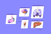 Female body anatomy, internal organs, a Healthcare Illustration by PaperTrident (Thumbnail 3 of 4)