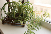 Chlorophytum spider plant featuring chlorophytum, plant, and houseplant, a Nature Photo by Alexander62 (Thumbnail 1 of 2)