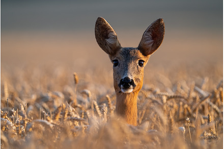 Roe deer doe peeking from wheat on a, an Animal Photo by WildMedia