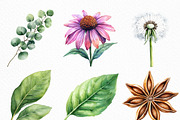Watercolor Herbal Clipart Bundle, an Illustration by Craft Nest (Thumbnail 3 of 6)