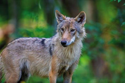 Wolf in summer forest. Wildlife scene from nature. Wild animal i, an Animal Photo by Byrdyak