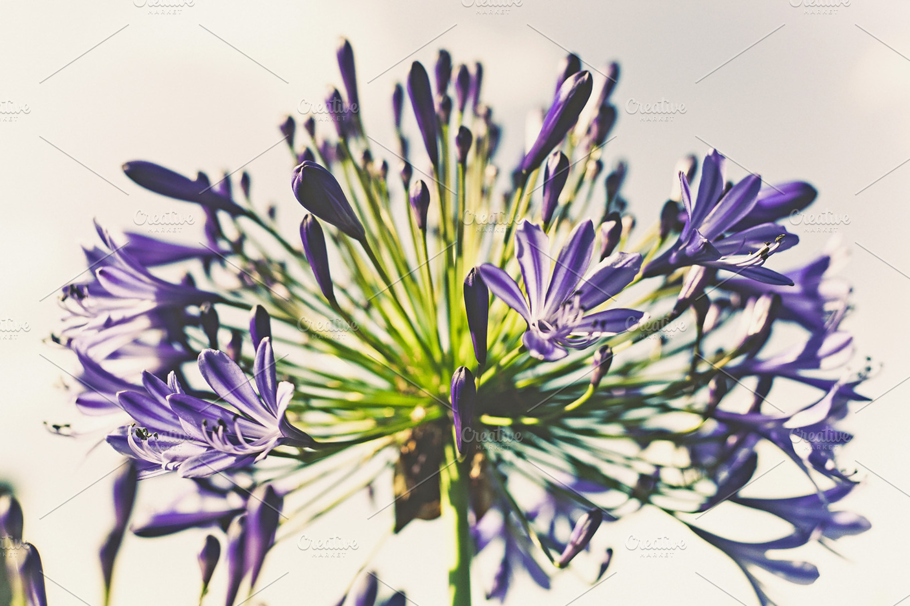 Iseeyouphoto agapanthus containing agapanthus, flower, and floral
