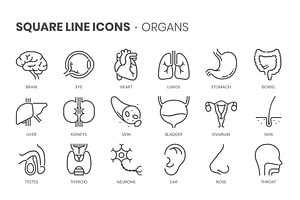 Organs, Square Line Icons