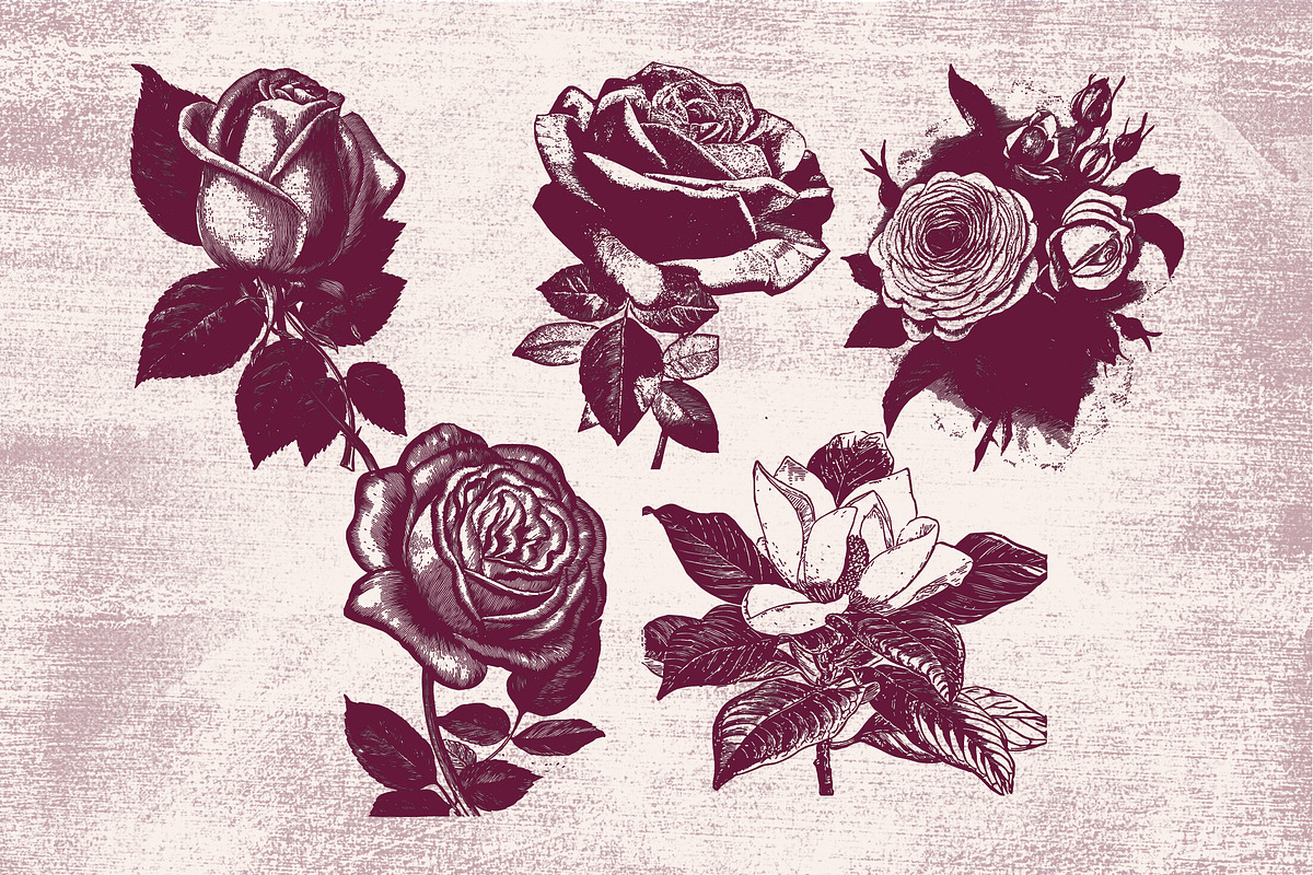 Vintage Flower Illustrations, an Illustration by TheBlackPixelCo (Photo 4 of 6)