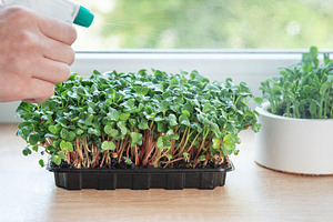 Gardener spraying microgreens growing in plastic containers on w, a Food & Drink Photo by Olena Rudo