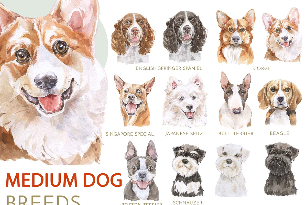 Animals Watercolor Clipart Bundle, an Animal Illustration by Cat In Colour (Photo 2 of 41)